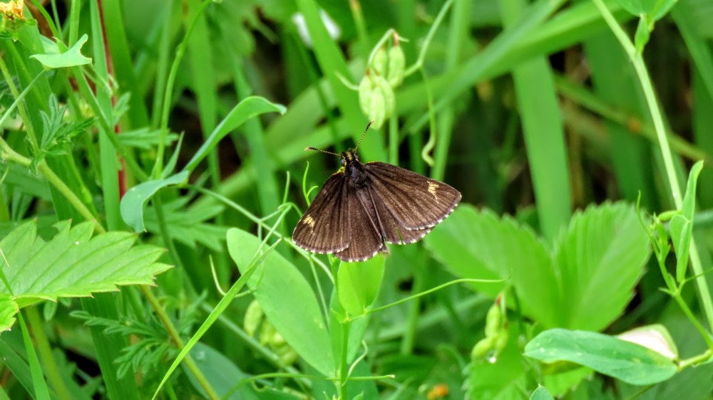 Толстоголовка Морфей