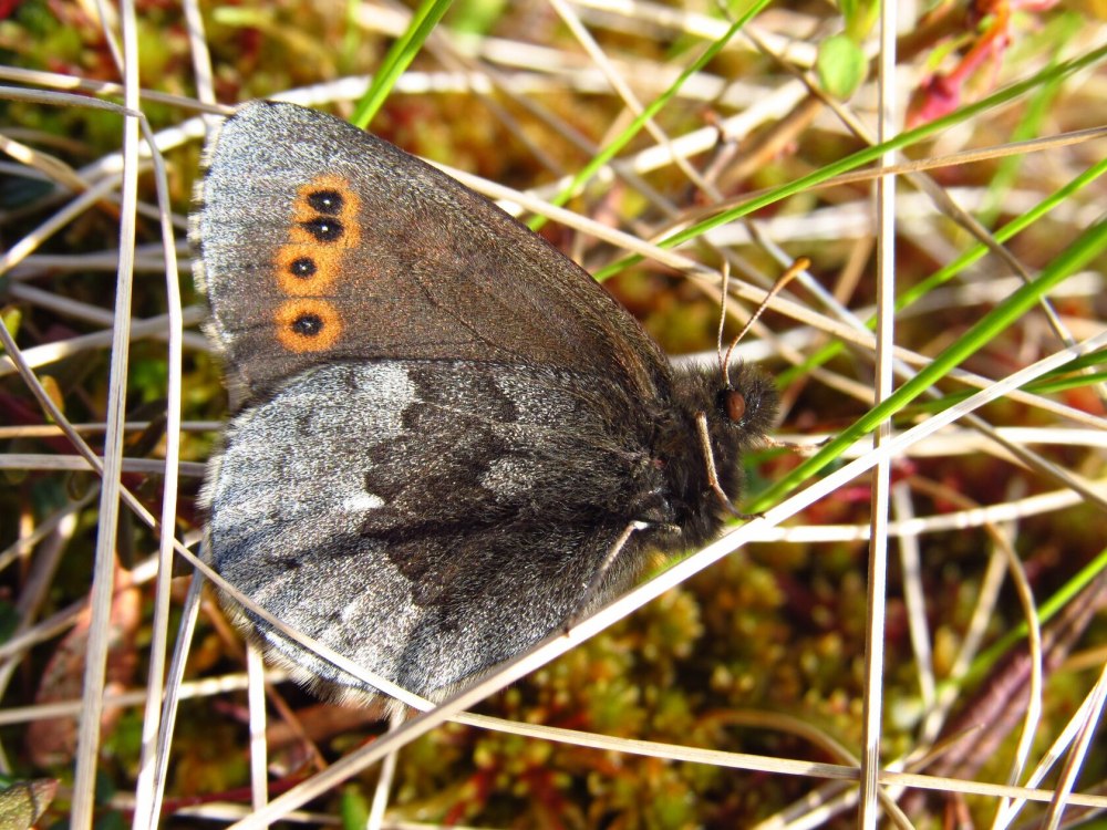 Бархатница Волчья