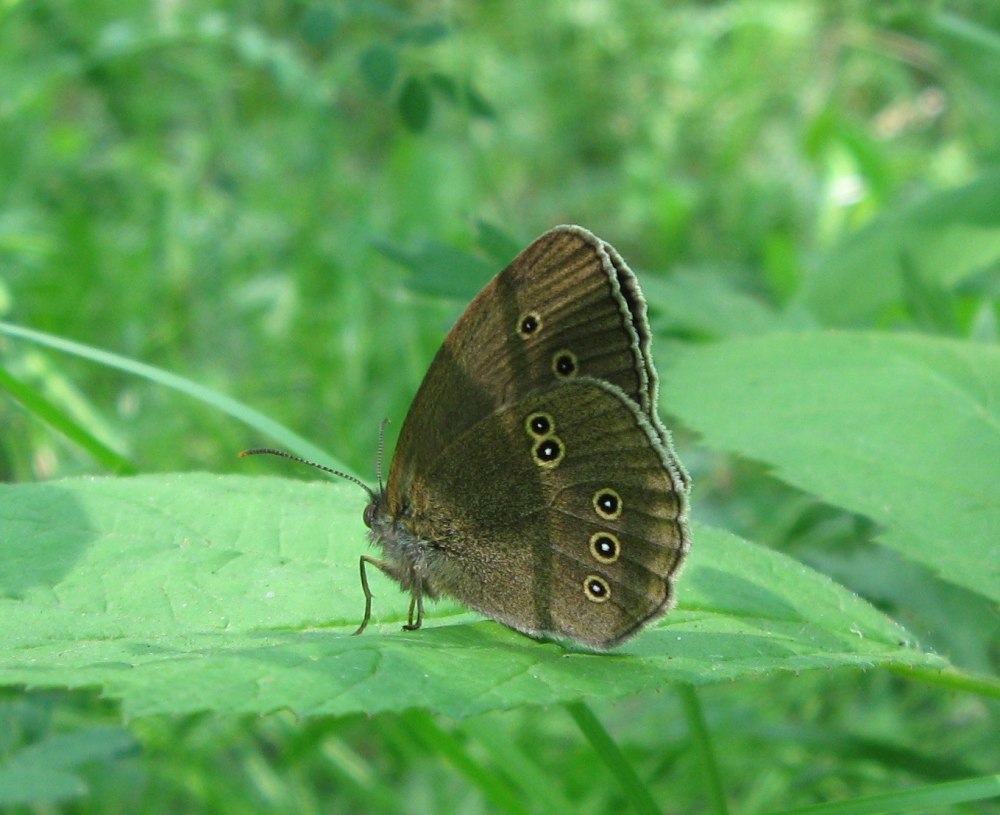 Бабочка Бархатница Дриада