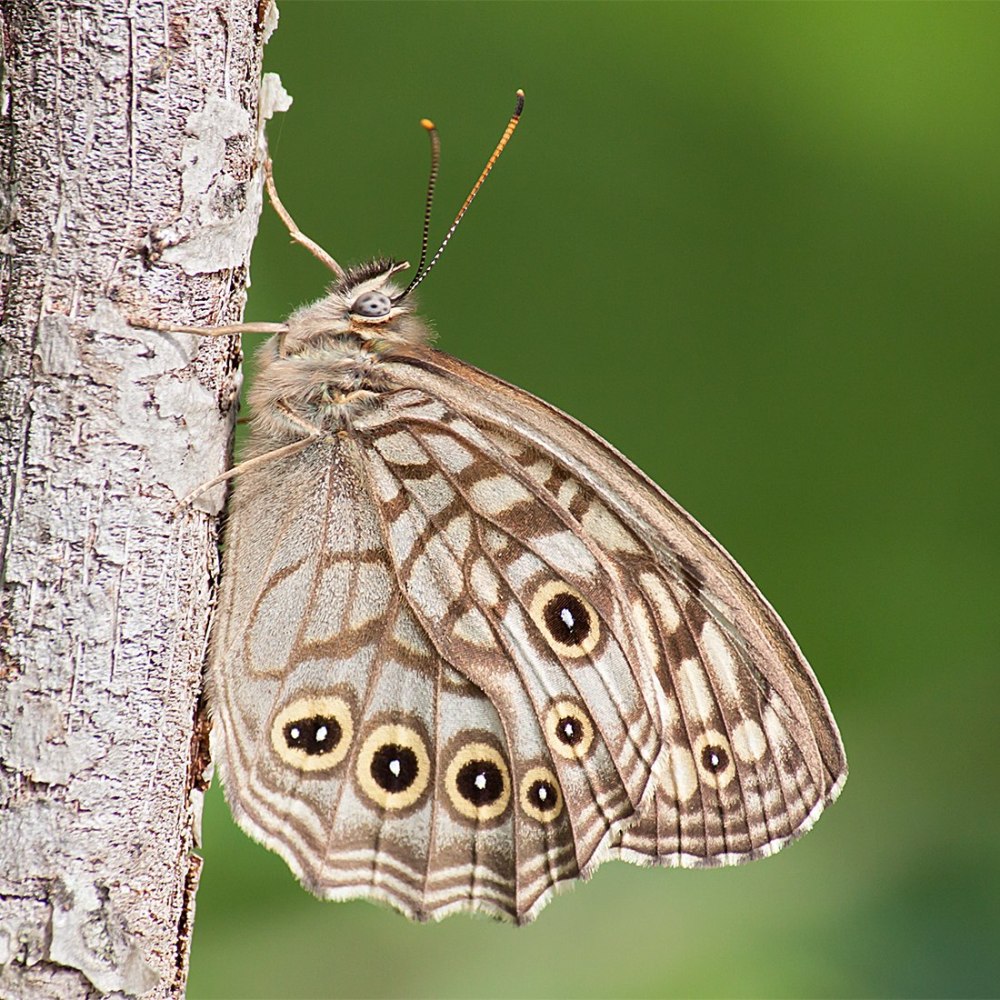 Бабочка Бархатница Шренка