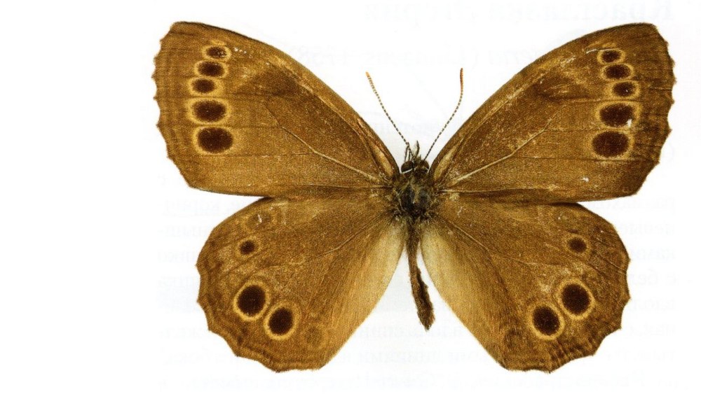 Переливница Ивовая бабочка