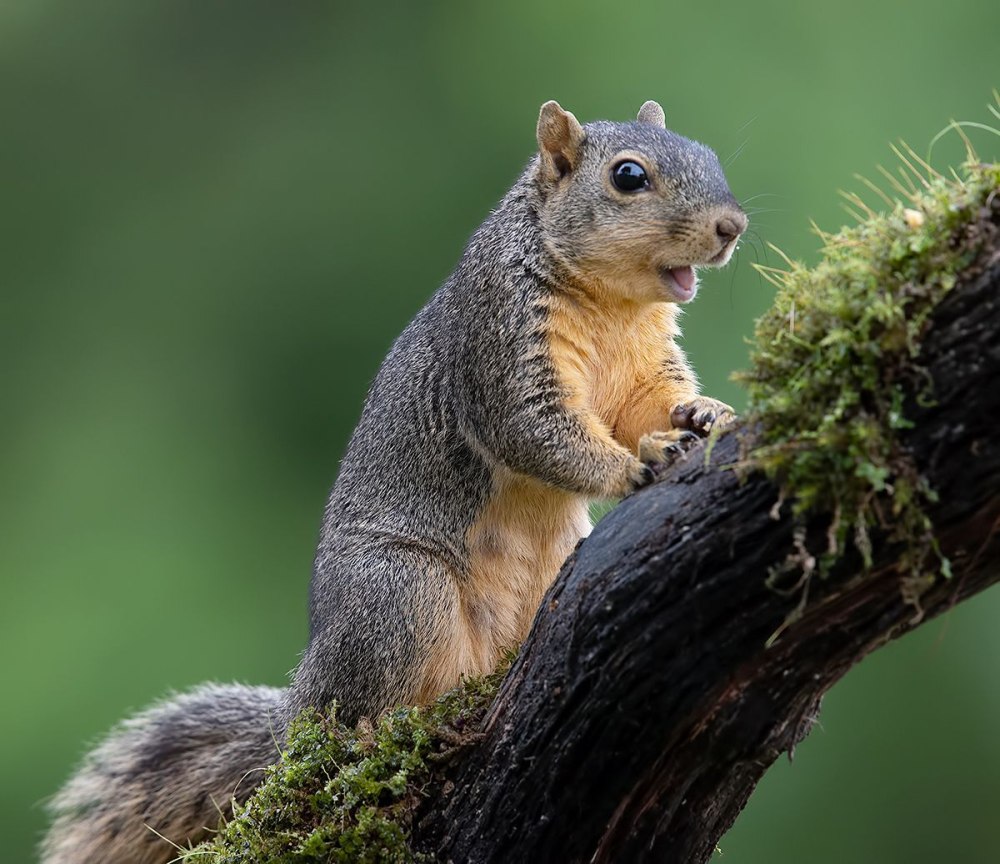 Fox Squirrel