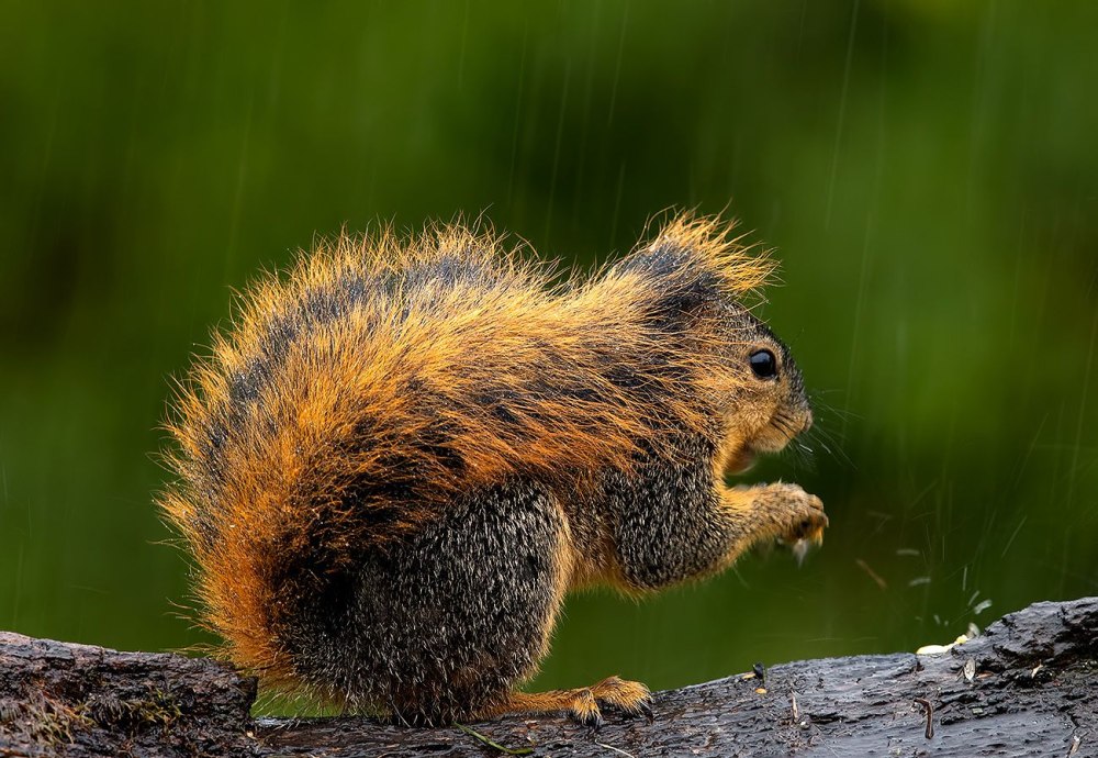 Fox Squirrel