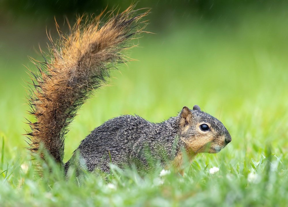 Fox Squirrel