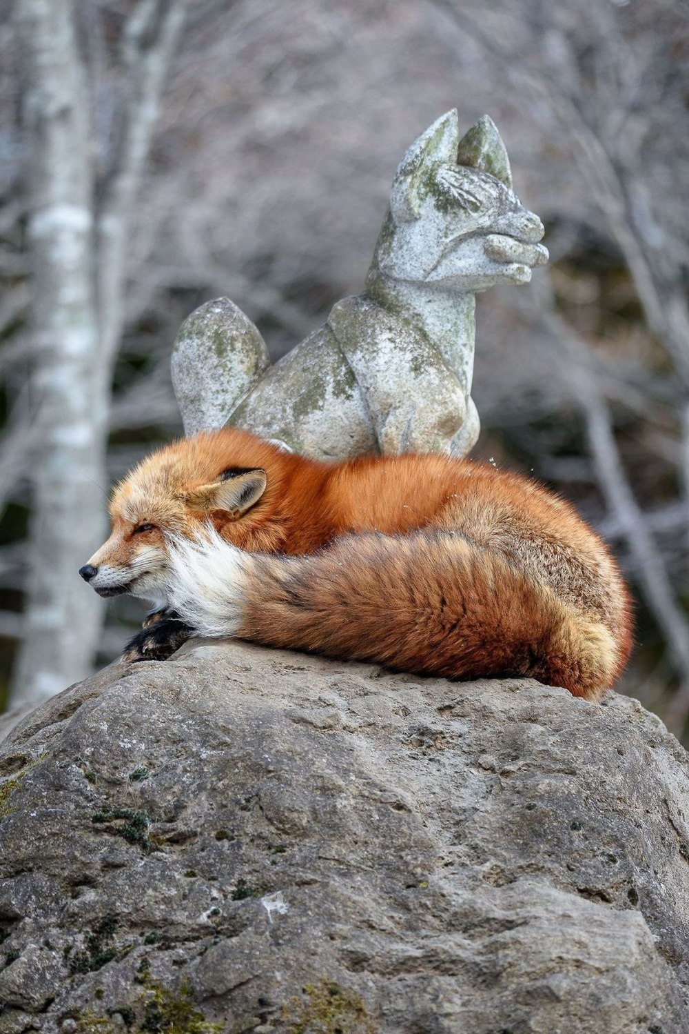 Кот и лиса