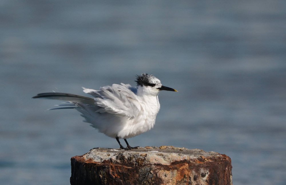 Thalasseus sandvicensis