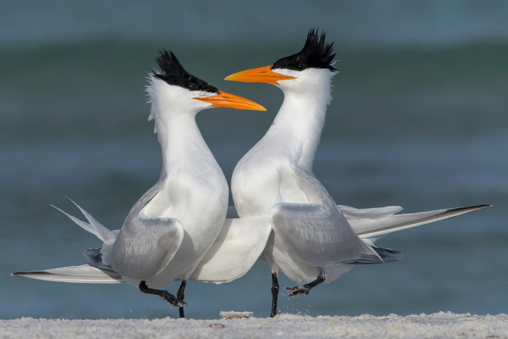 American Tern
