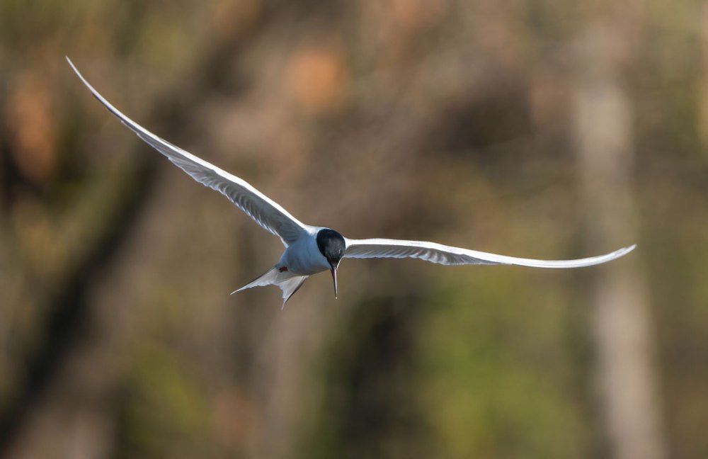 Black Tern