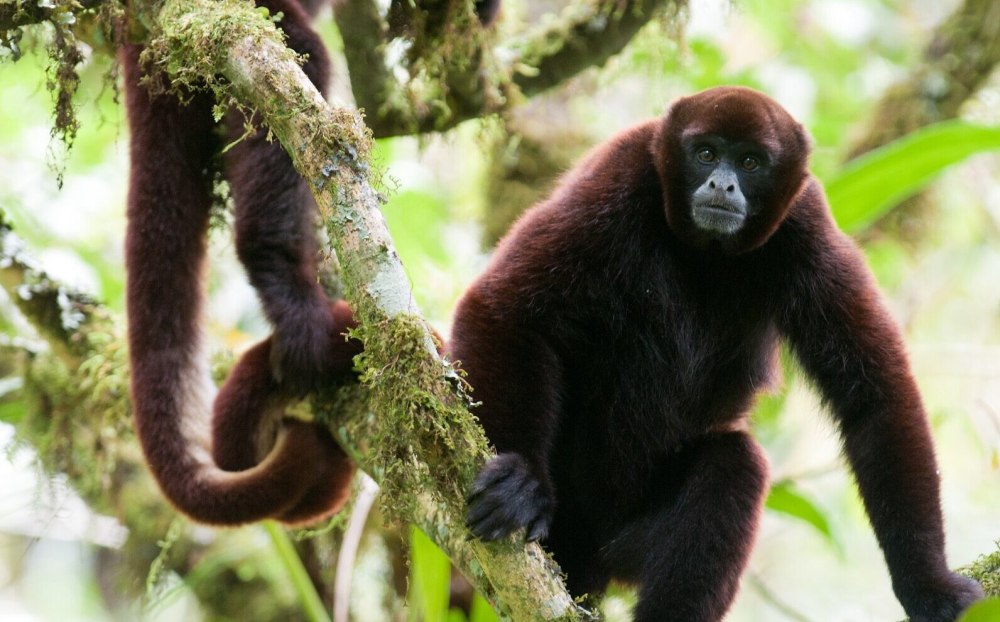 Oreonax flavicauda