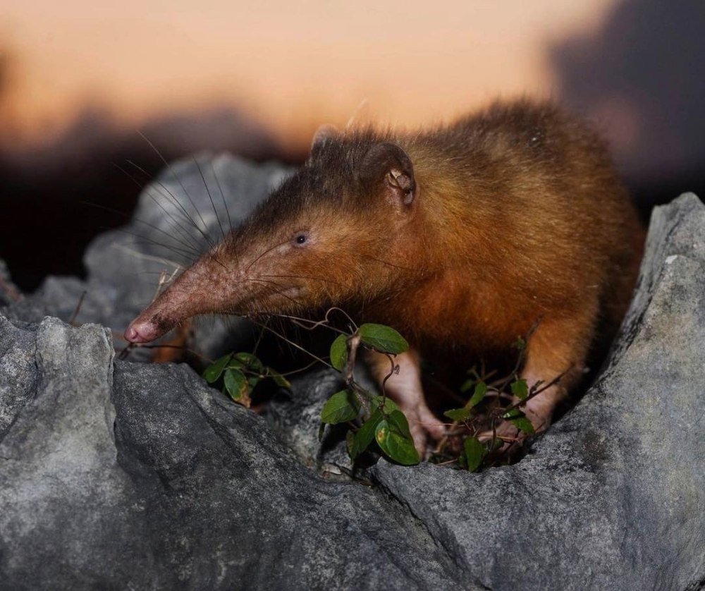 Кубинский щелезуб