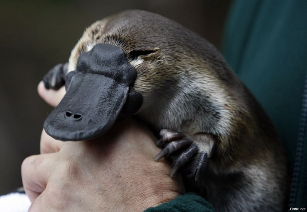 Утконос млекопитающее