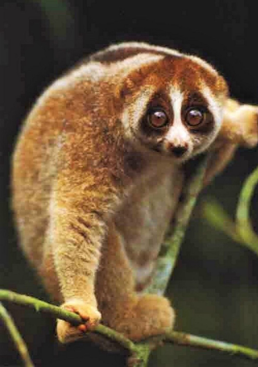 Лемур Лори толстый