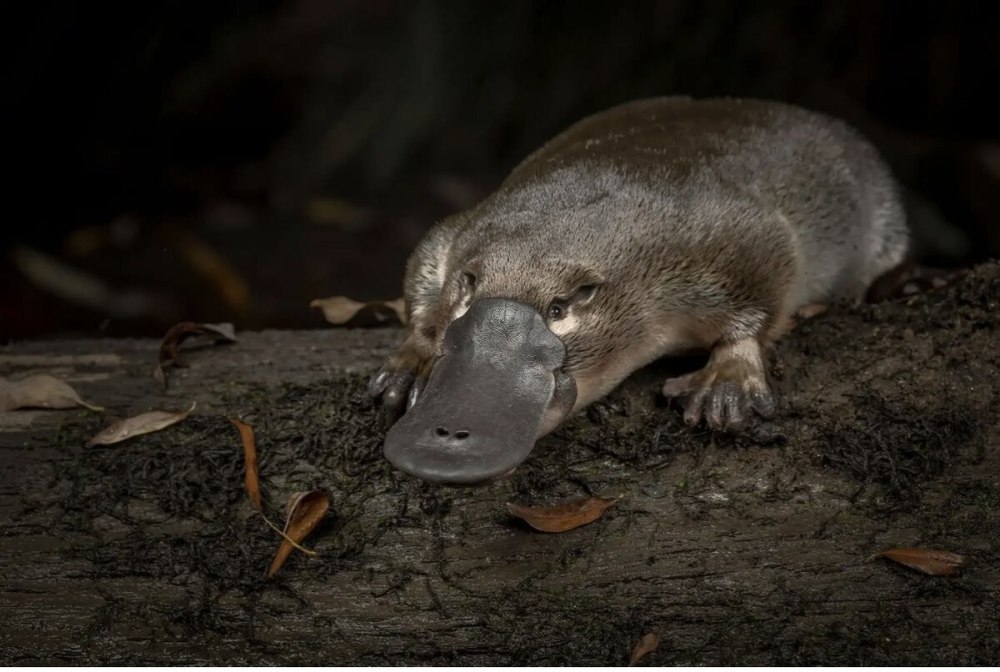 Сумчатый Утконос