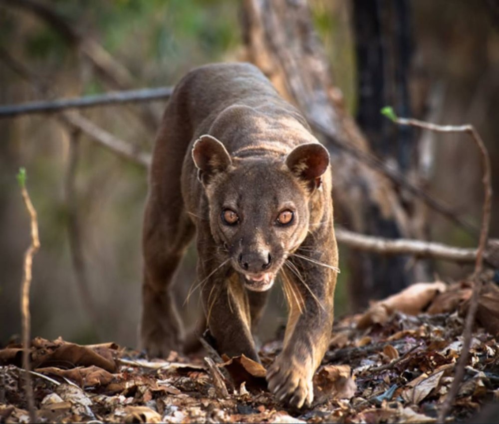 Мадагаскарский хищник Фосса