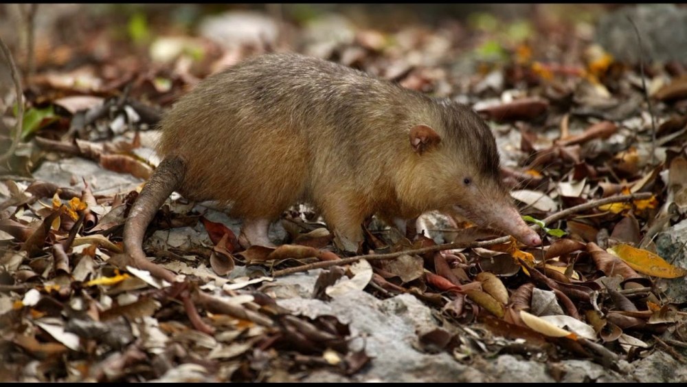 Щелезуб животное