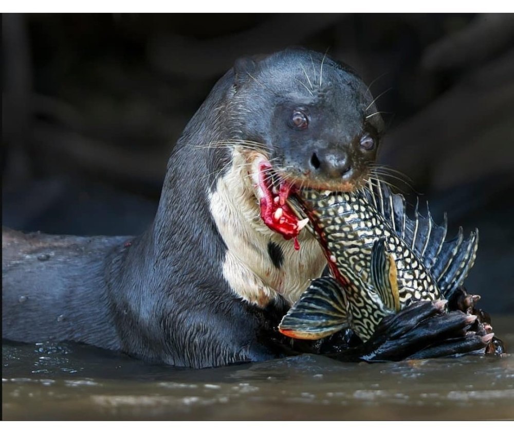 Гигантская Речная выдра