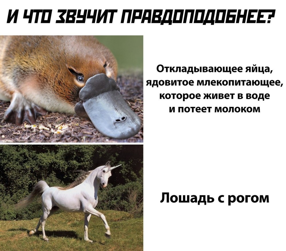 Утконос потеет молоком