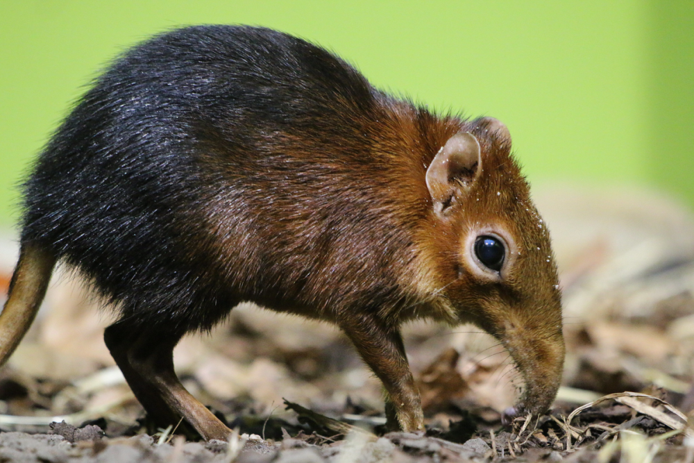 Хоботковая собачка Петерса