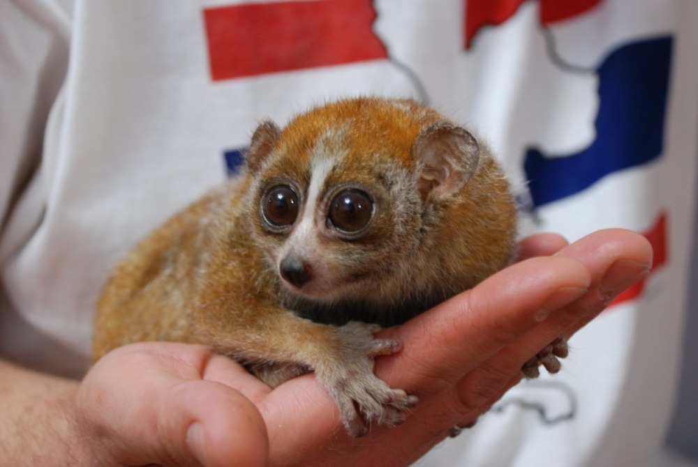 Мышиный лемур Лори