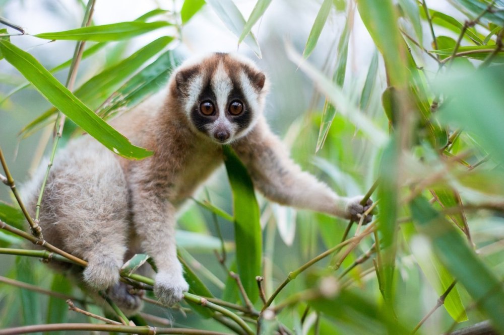 Лемур Лори