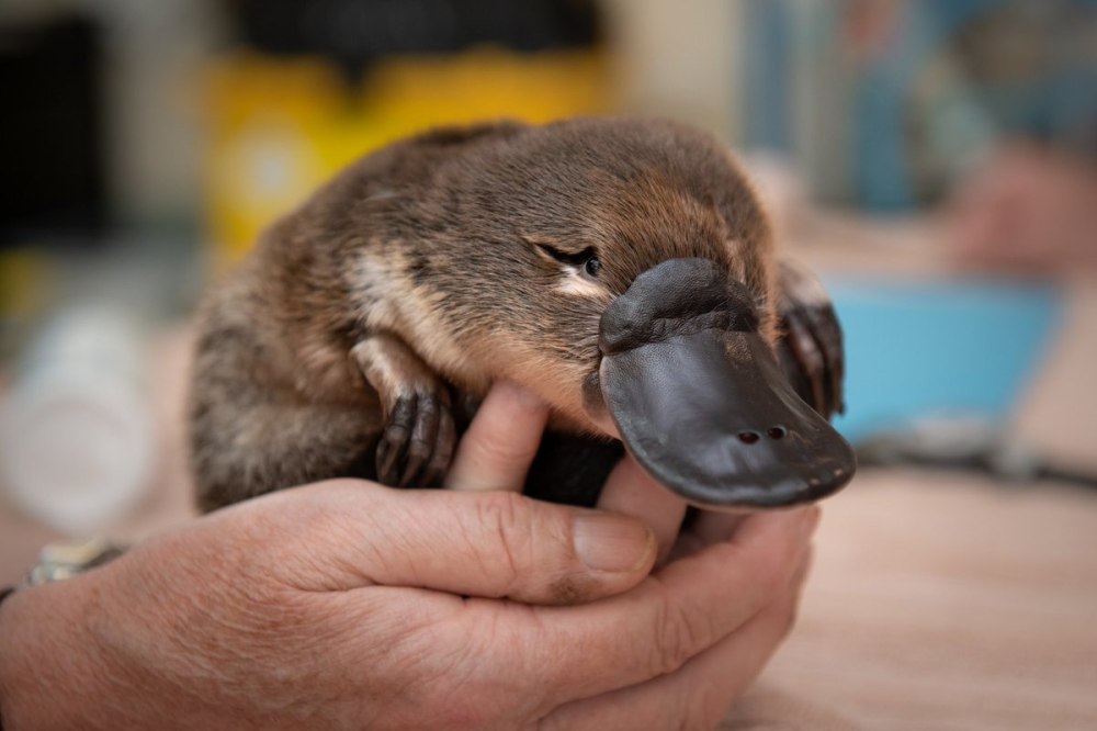 Утконос ядовитое млекопитающее