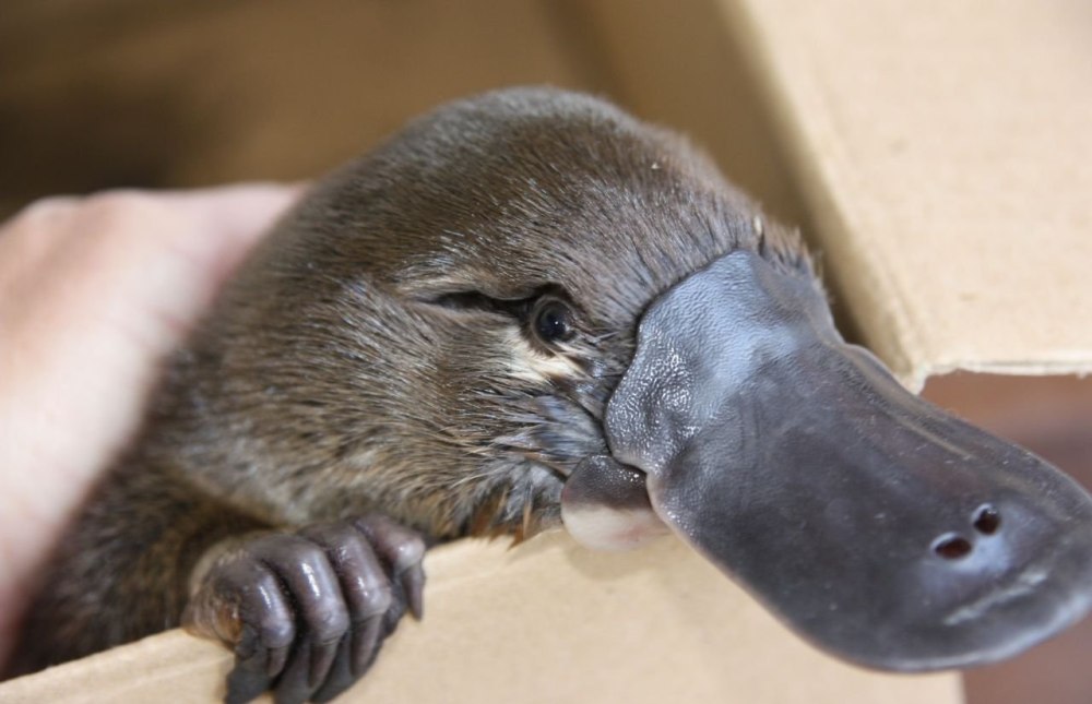 Утконос в Австралии