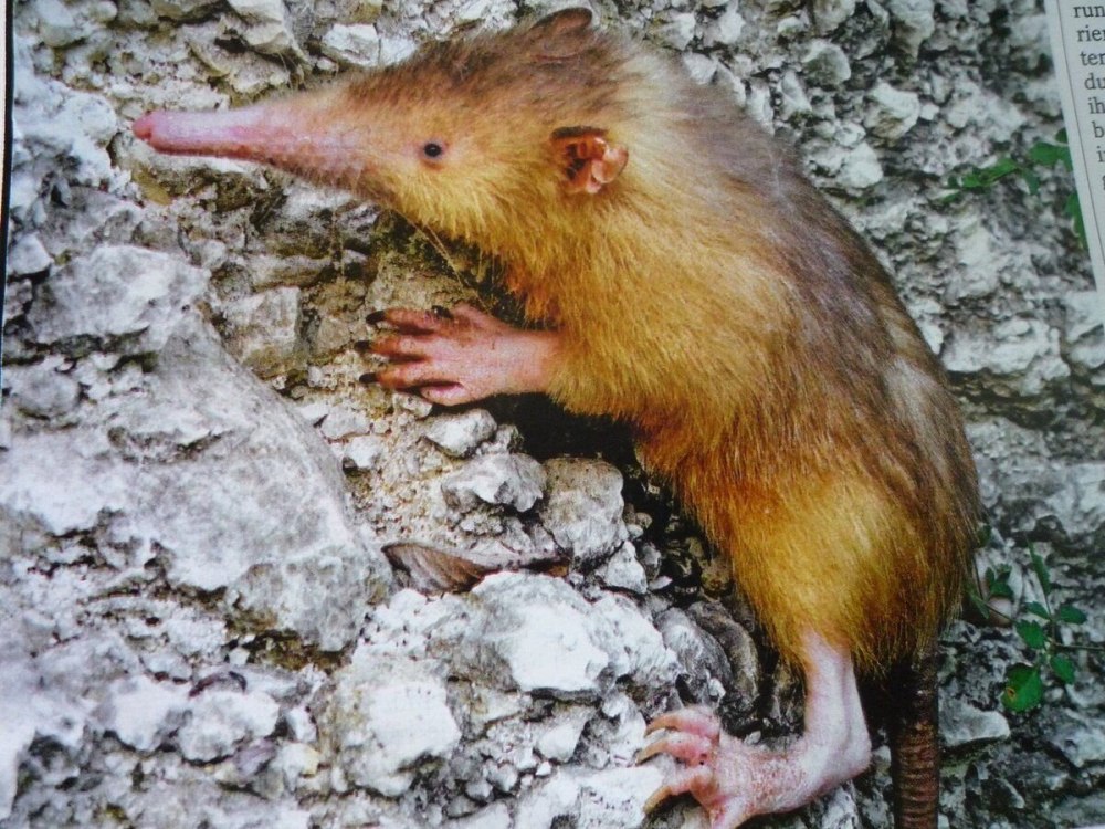 Solenodon paradoxus