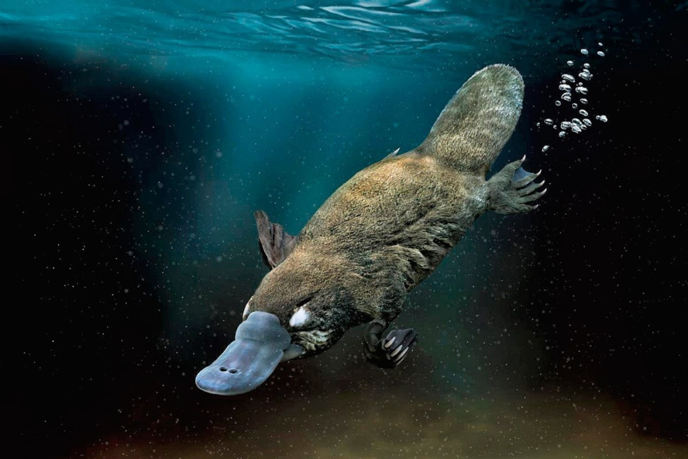 Утконос животное Австралии