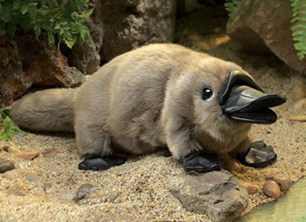 Милые утконосы