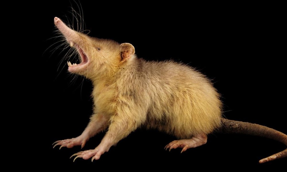 Землеройка солендон