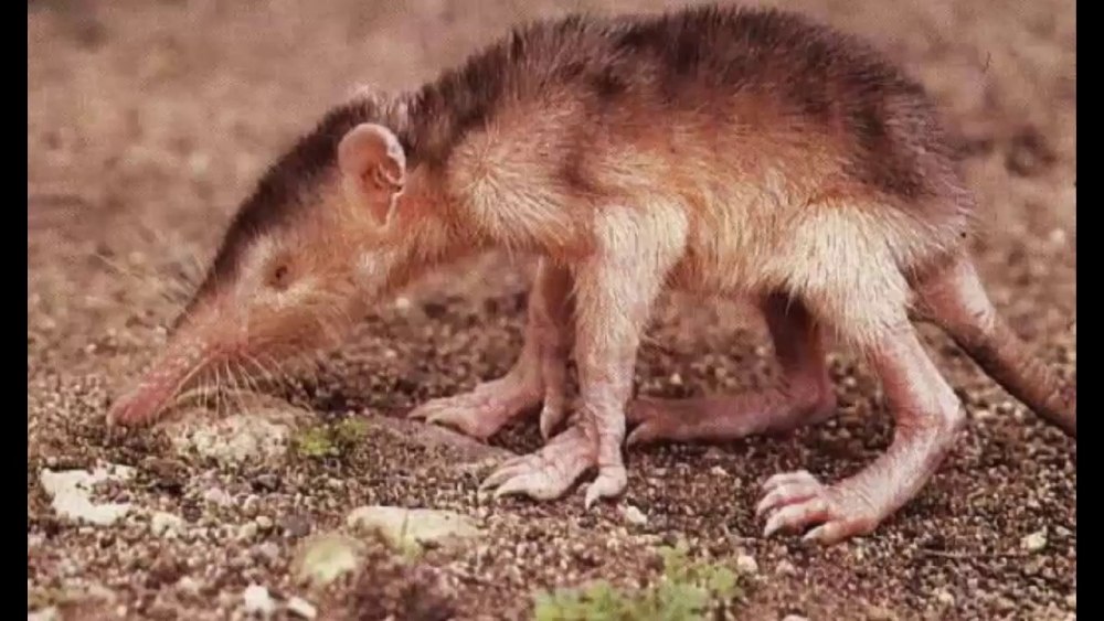 Кубинский щелезуб