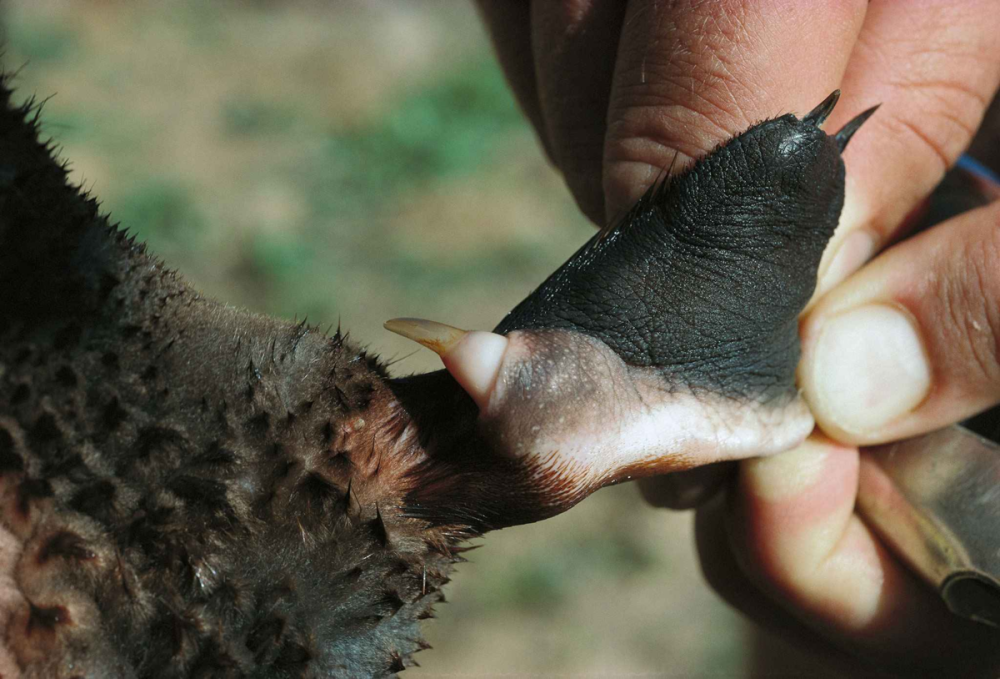 Ядовитый коготь утконоса