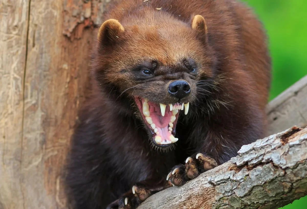 Медоед и Росомаха