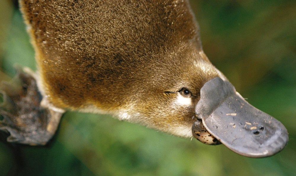 Утконос млекопитающее