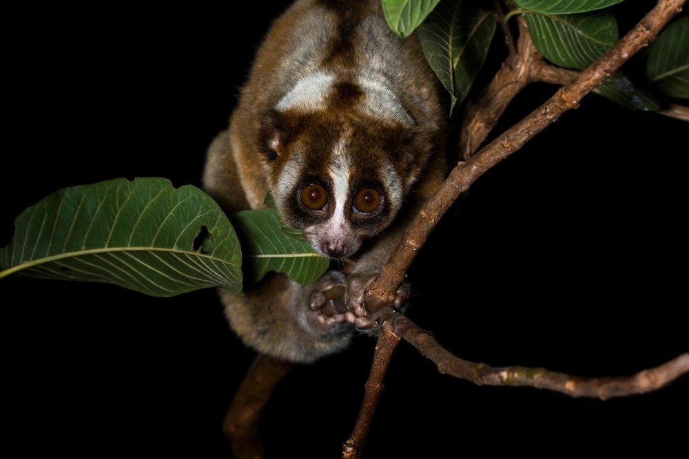 Nycticebus coucang ареал