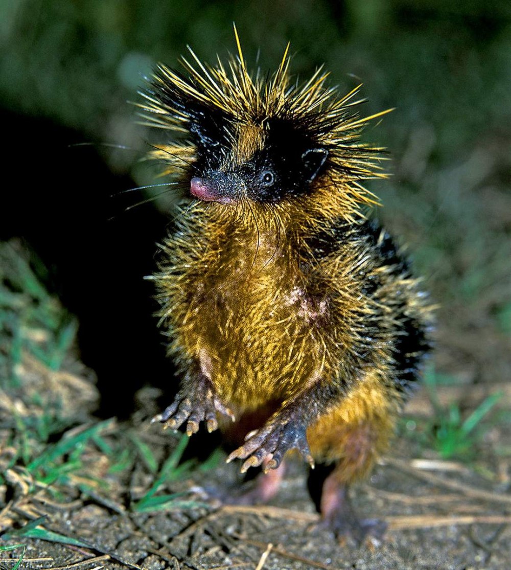 Мадагаскарский полосатый тенрек