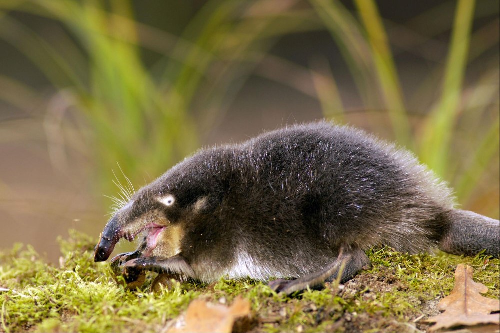 Пиренейская выхухоль