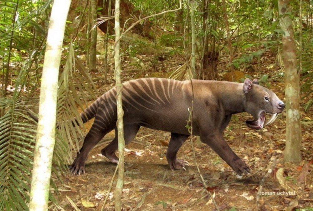 Сумчатый Тилакосмил