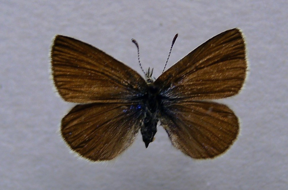 Толстоголовка запятая гусеница