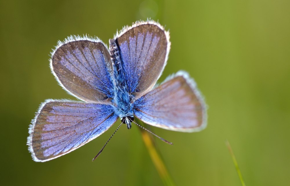 Голубянка ореасл бабочка