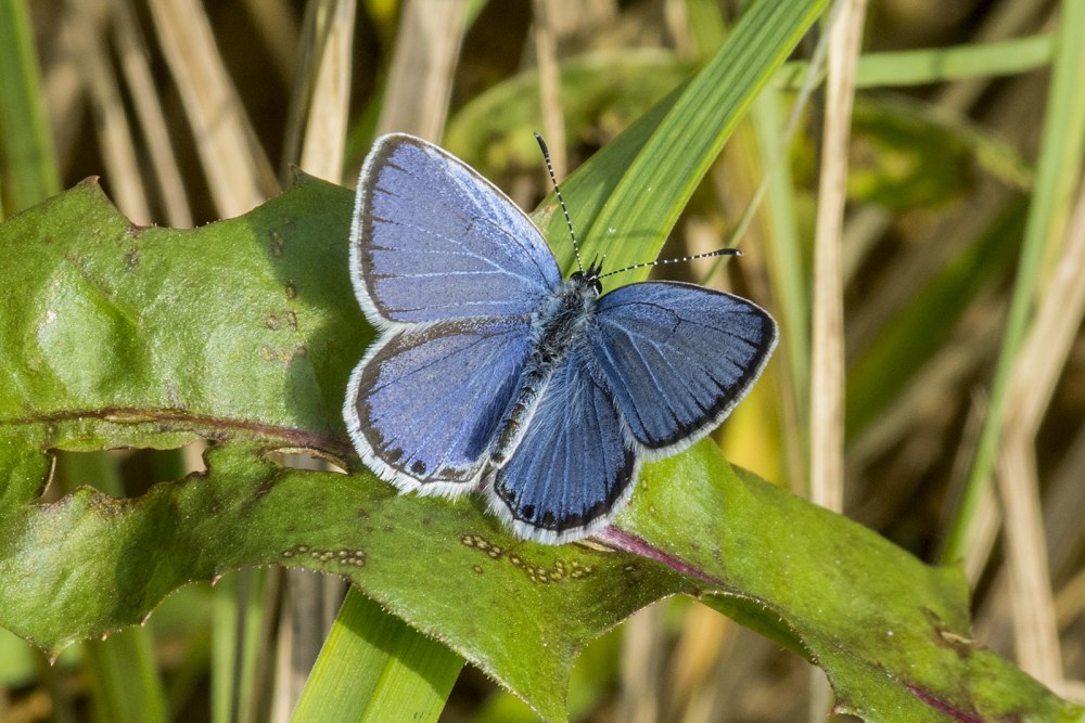 Голубянка Филипьева