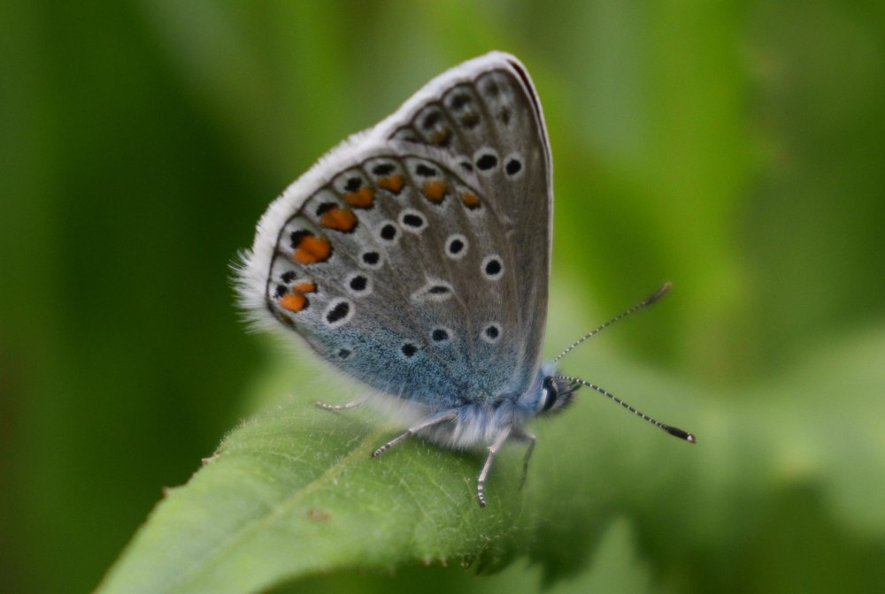 Голубянка Аргус самка
