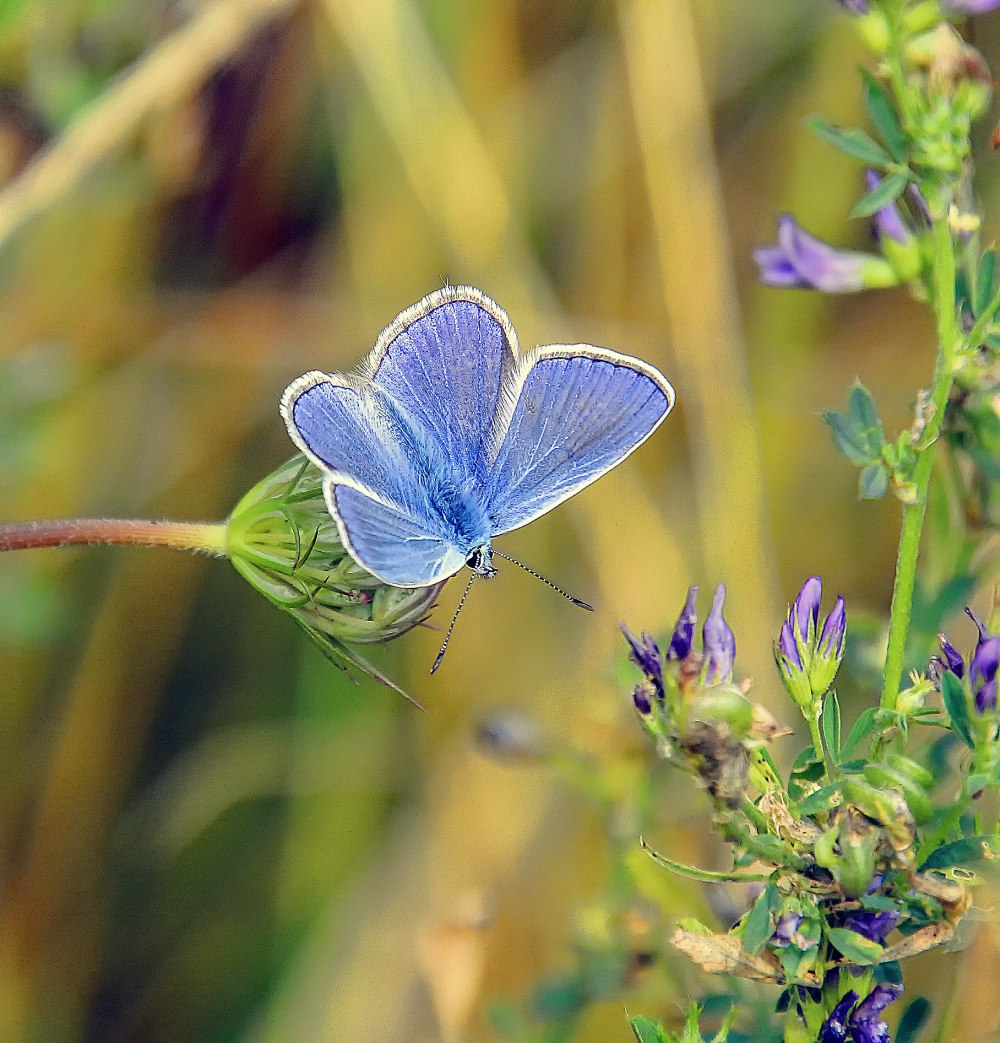Голубянка малиновая