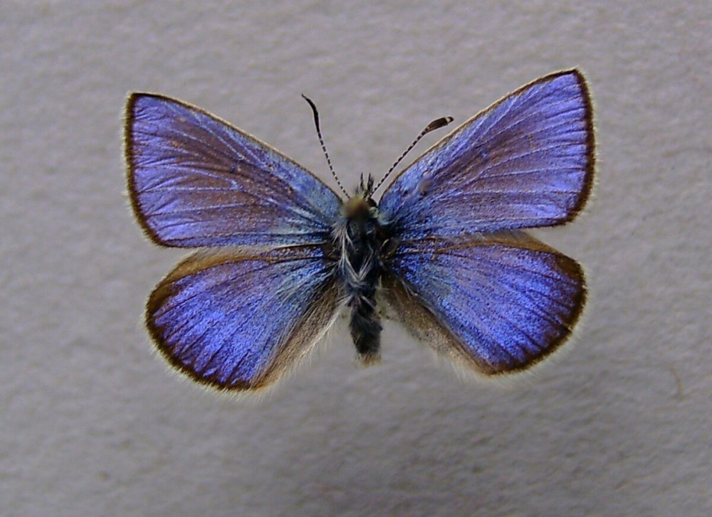 Альпийская бабочка