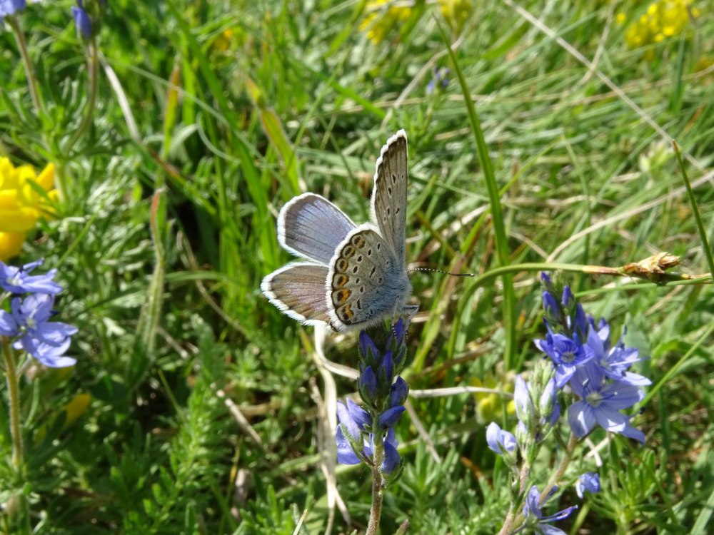 Голубянка ягоды ягоды фото