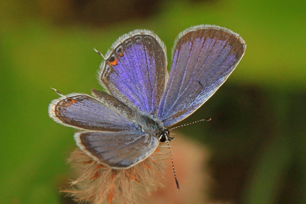 Plebejus Melissa Samuelis