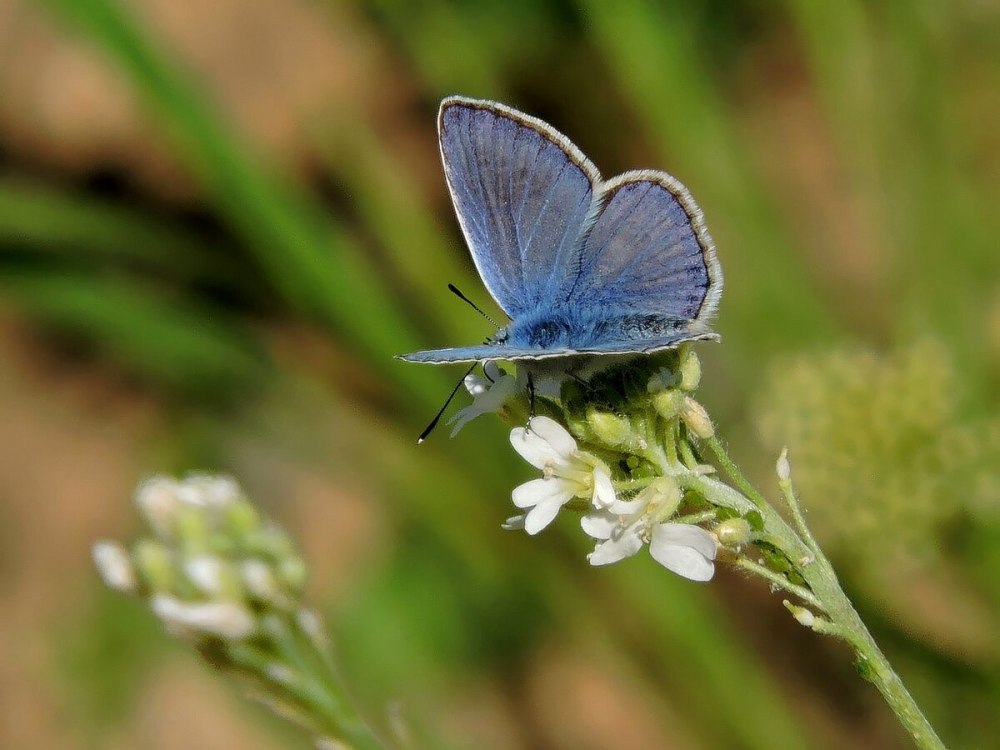 У голубянки цветы голубого цвета фото
