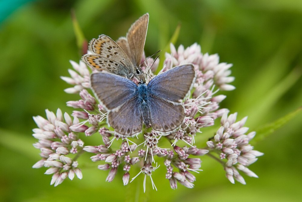 Голубянка Восточная