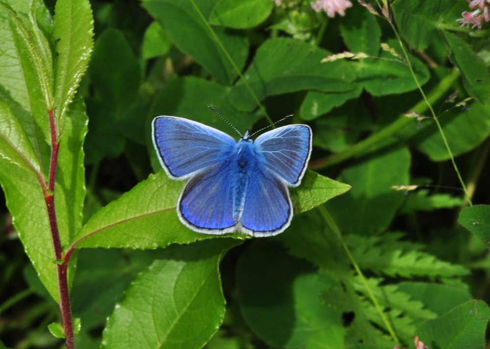 Голубянка Небесная (Polyommatus coelestinus) — вымирающий вид