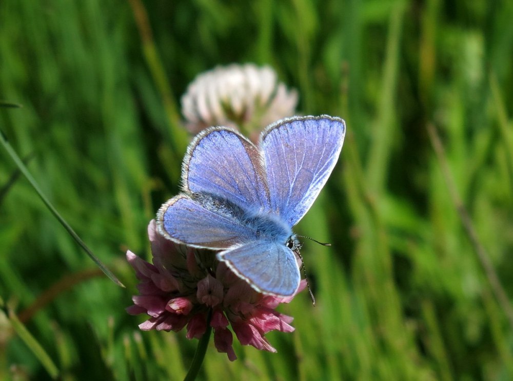 Голубянка аргали